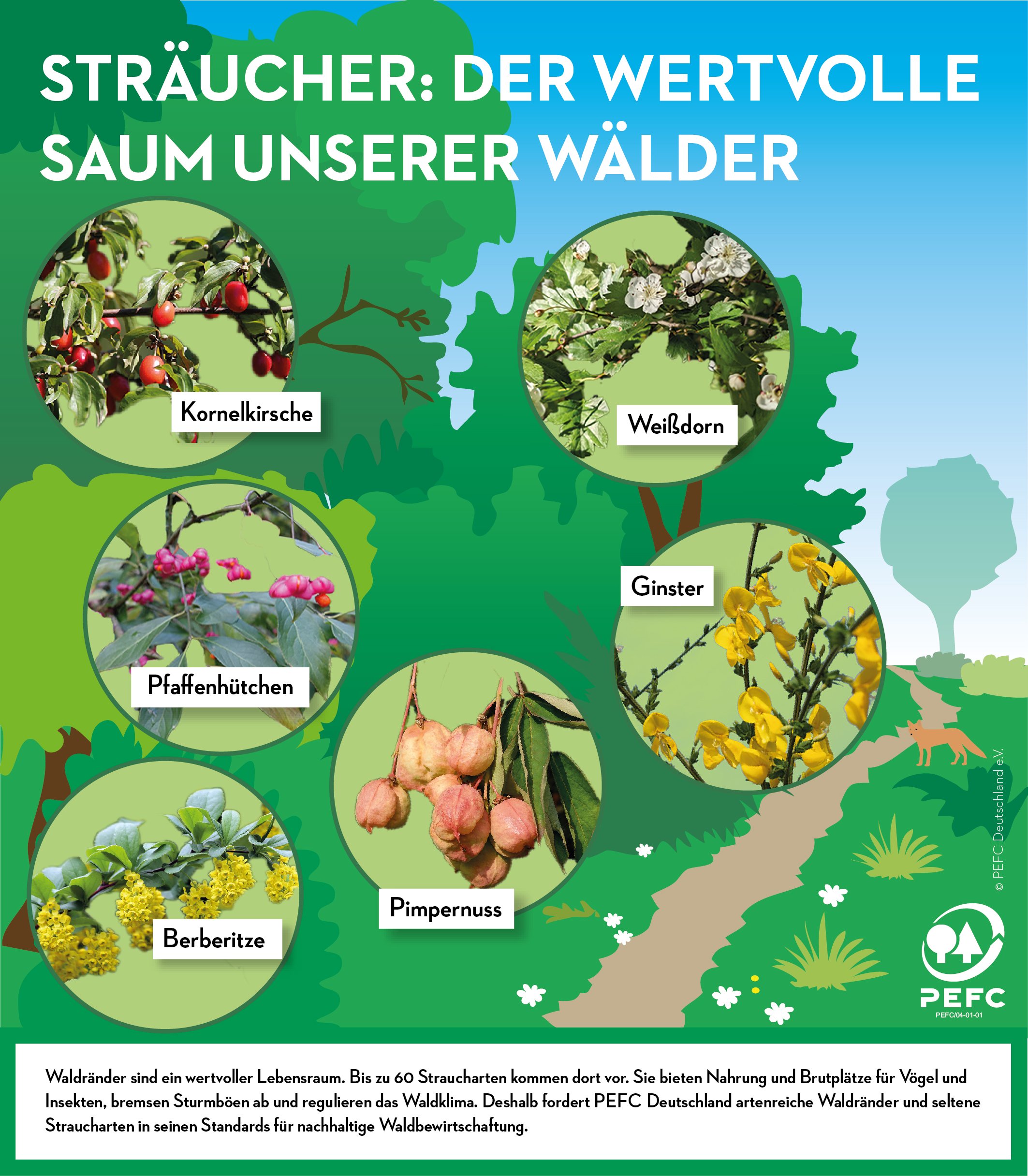 Der Baum- und Steinmarder - Waldwissen - Baumspenden - Stiftung Unternehmen  Wald